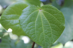 Kawakawa Natural Ingredients 