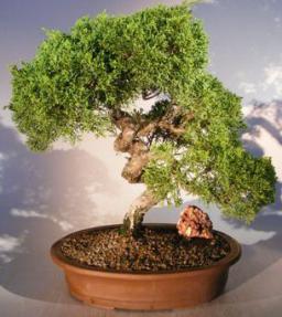 bonsia tree green