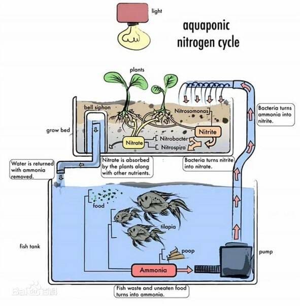 Mini Aquaponics Systems