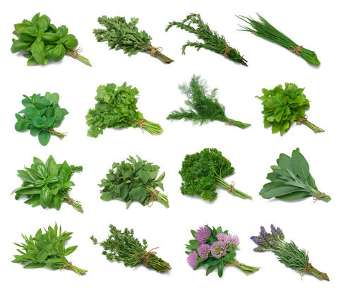 Preserving Herbs: Drying Herbs and Freezing Herbs