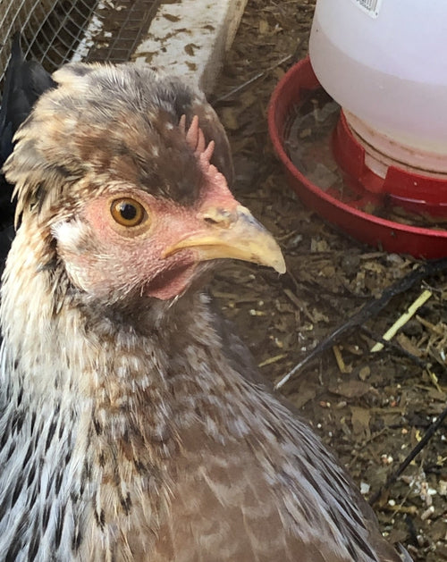 Lavender Orpington Chicken For Sale