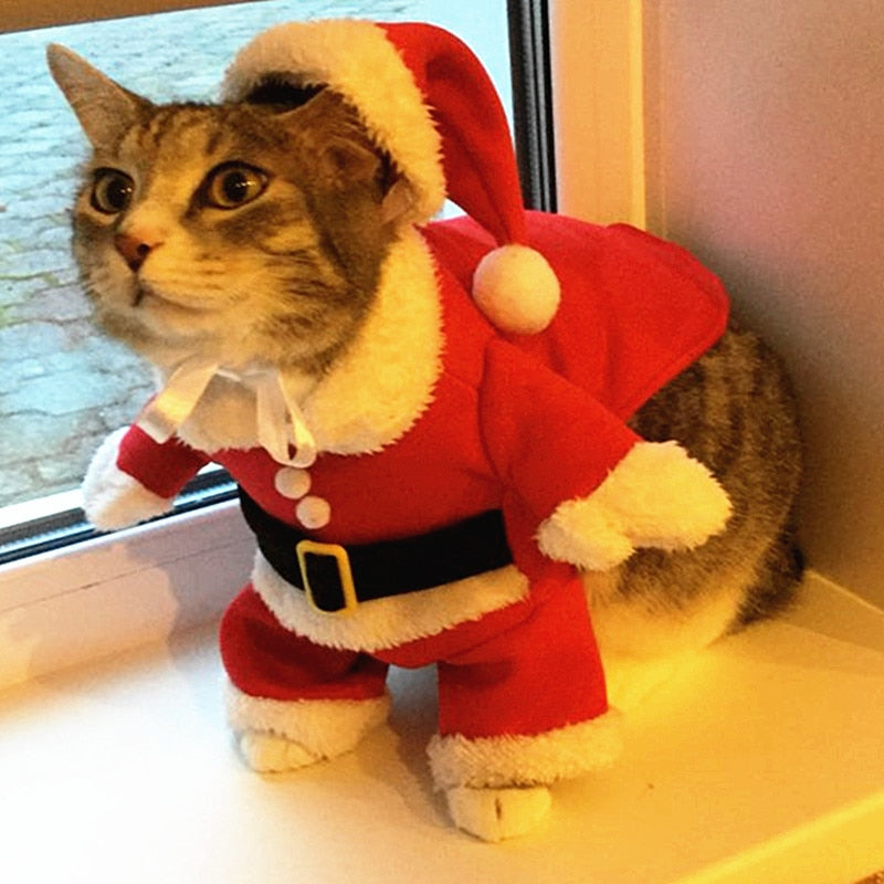 cat christmas outfit