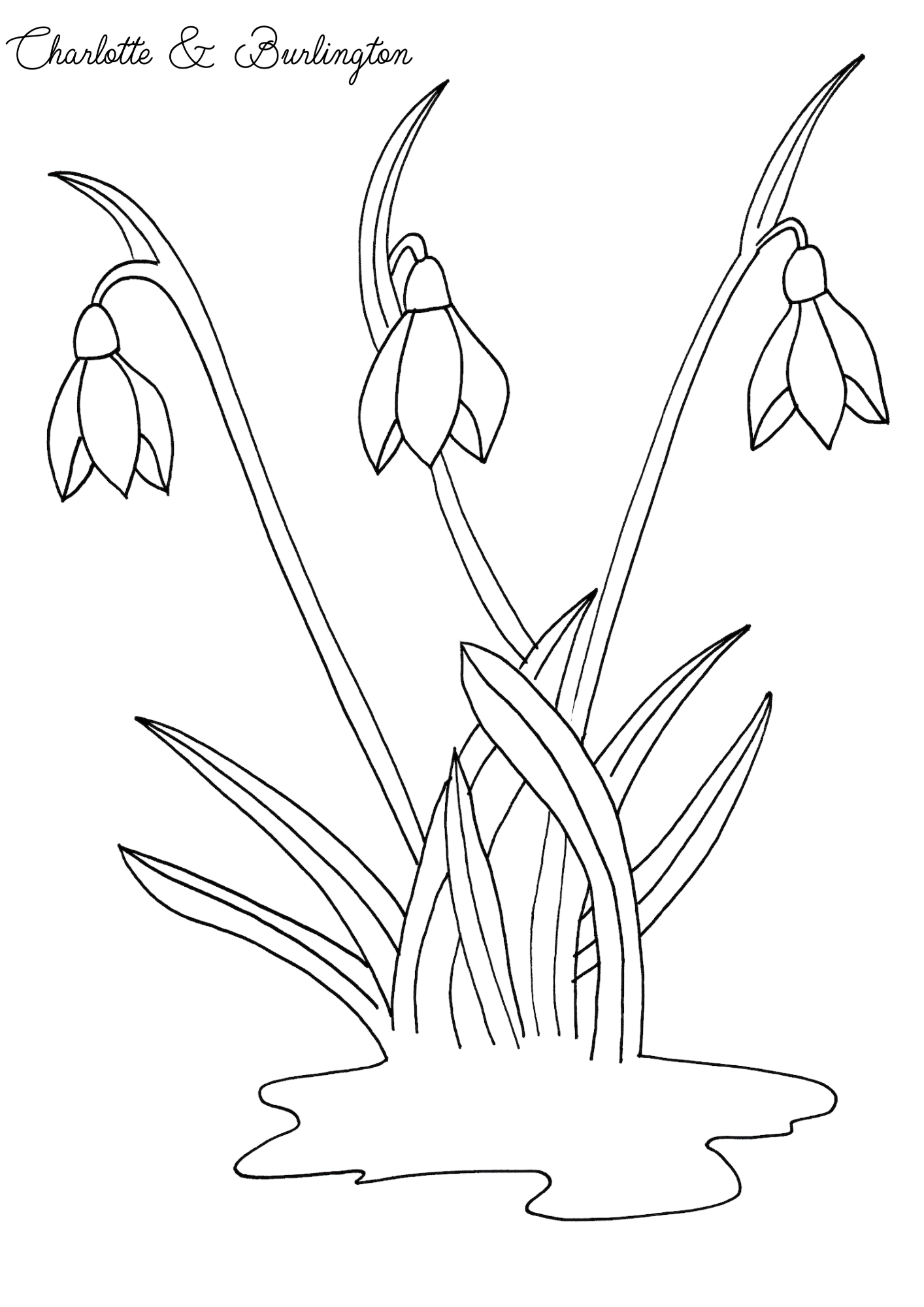 Fun facts about flowers for children - Snowdrop colouring - Charlotte and Burlington family club