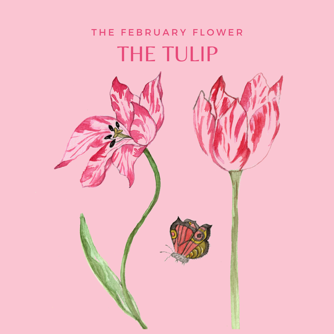 All about the tulip Learn with fun botany for kids