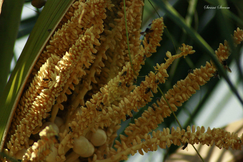 Flor de Coco