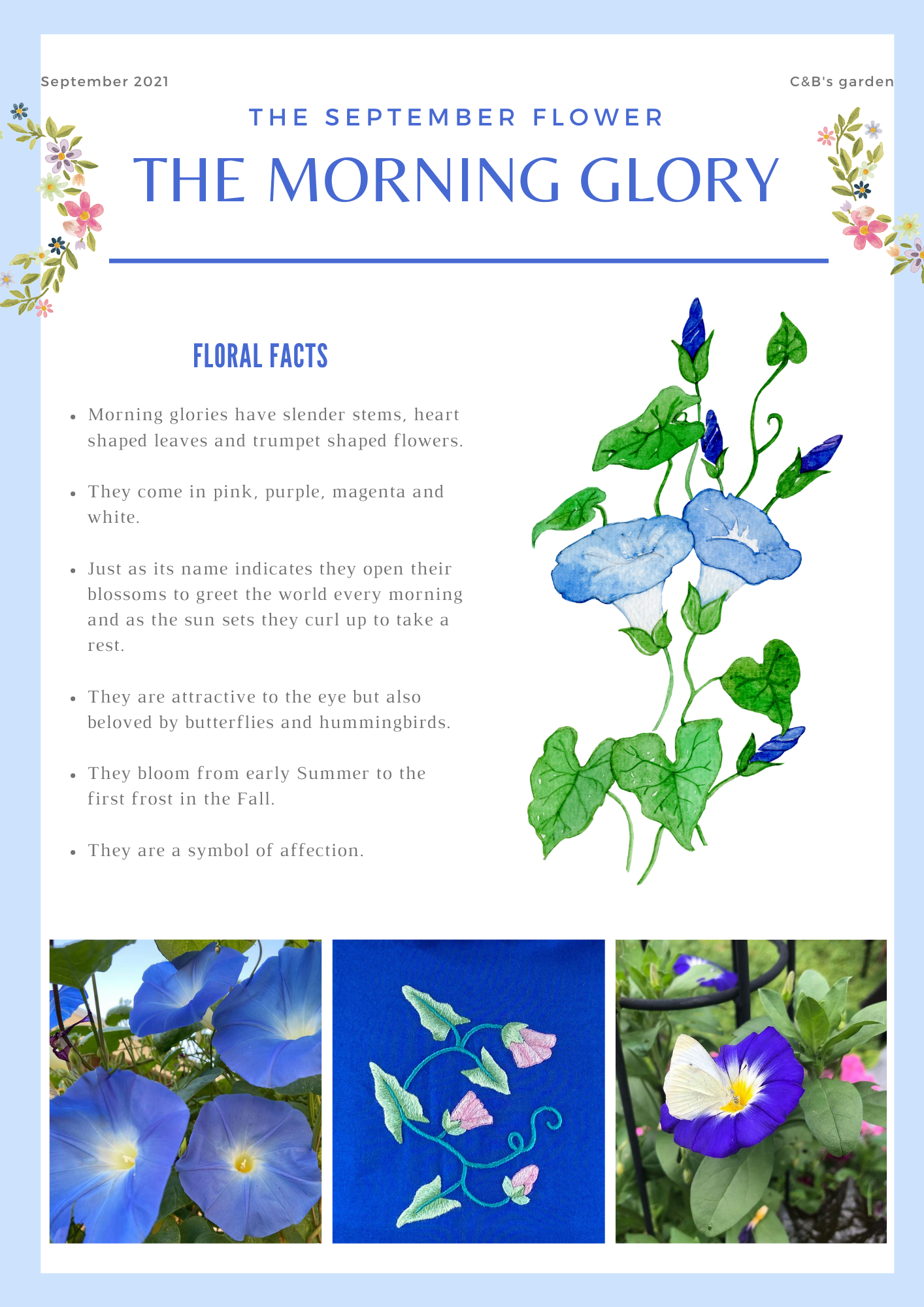 Fun facts about flowers for children - Learn all about the morning glory - Charlotte and Burlington family club