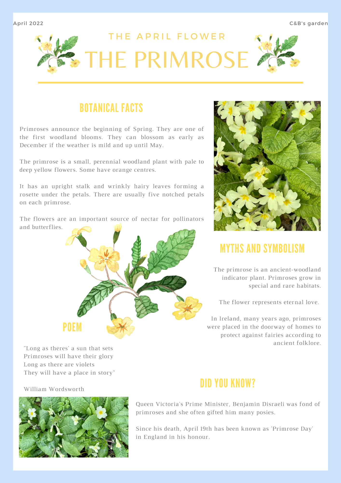 Fun facts about flowers for children - Learn all about the primrose - Charlotte and Burlington family club