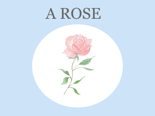 Rose illustration  Charlotte and Burlington children's book