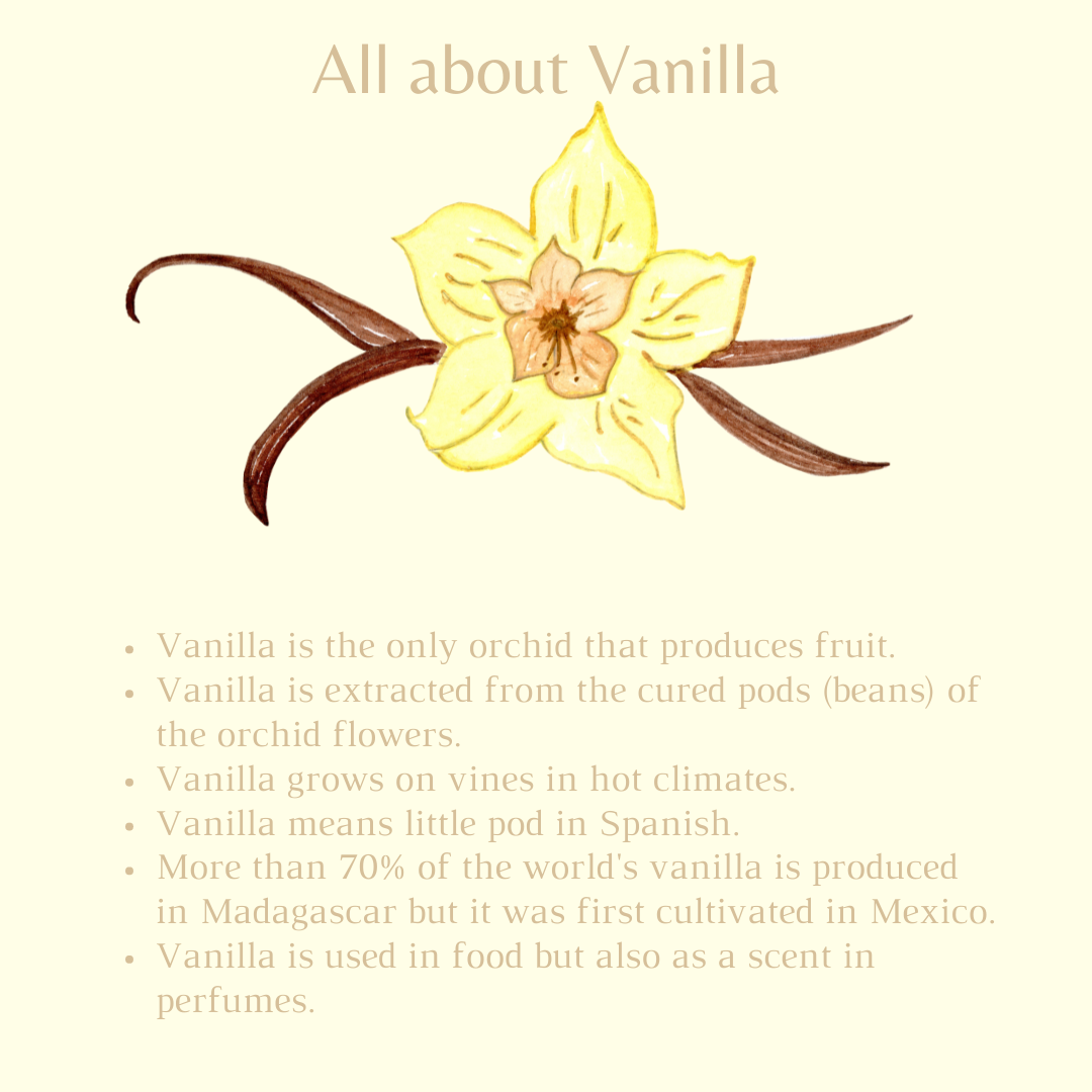 All about vanilla - fun facts - learning with fun for kids