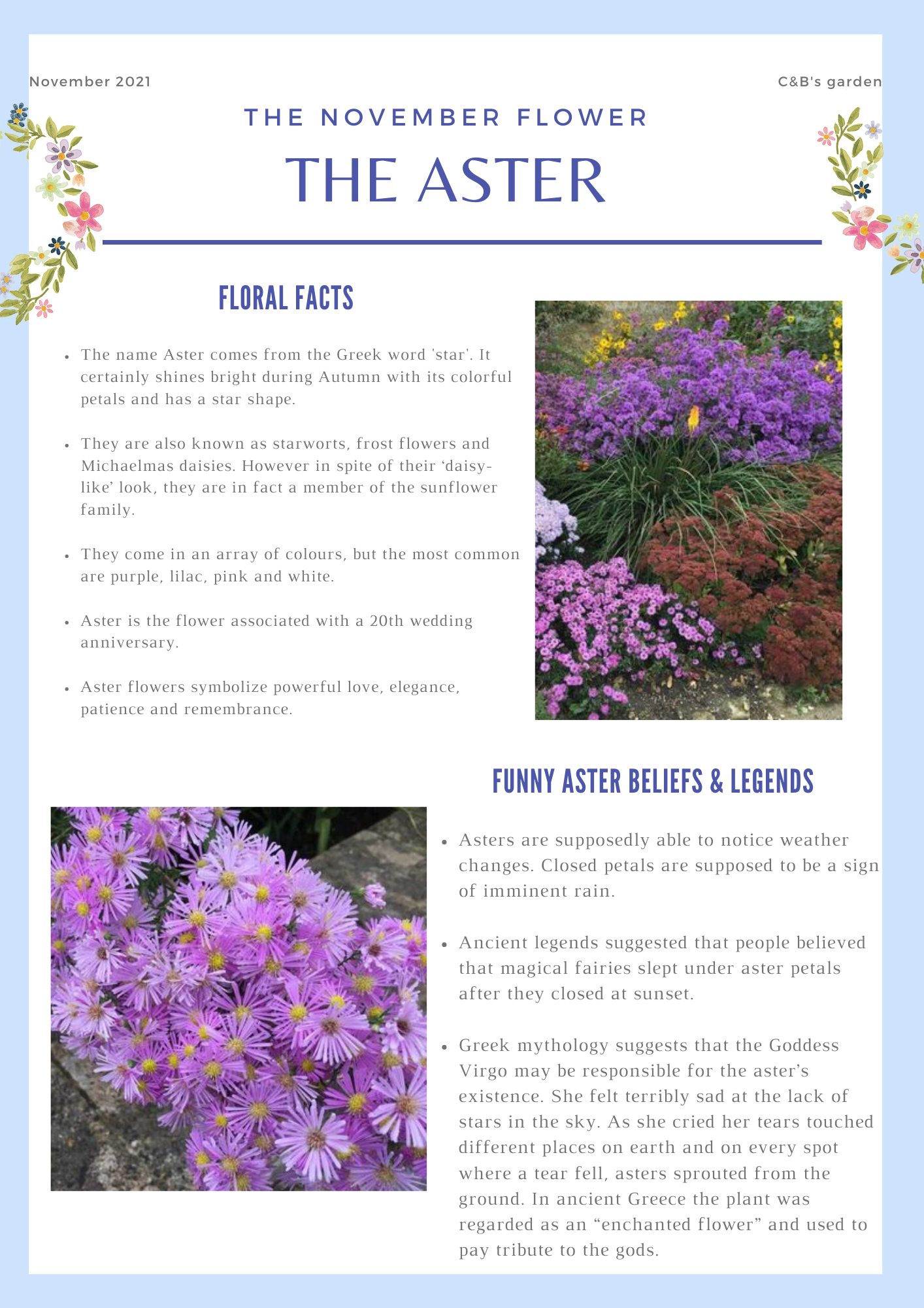 Fun facts about flowers for children - Learn all about the aster- Charlotte and Burlington family club