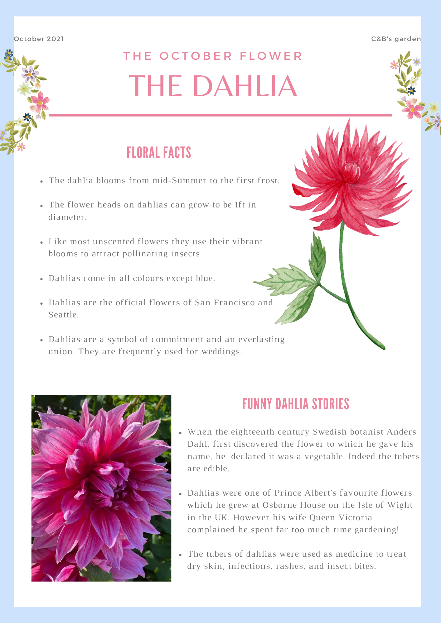 Fun facts about flowers for children - Learn all about the dahlia- Charlotte and Burlington family club