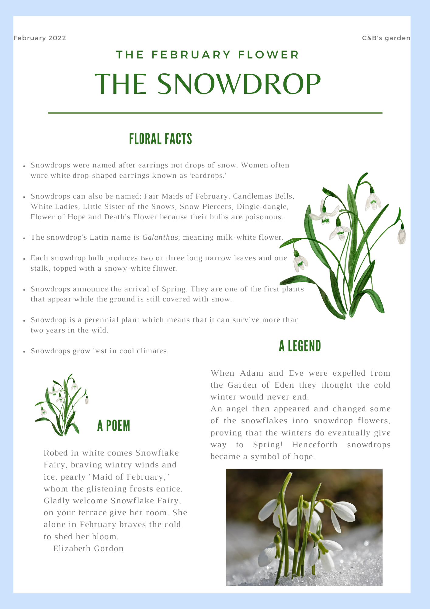 Fun facts about flowers for children - Learn all about the snowdrop - Charlotte and Burlington family club