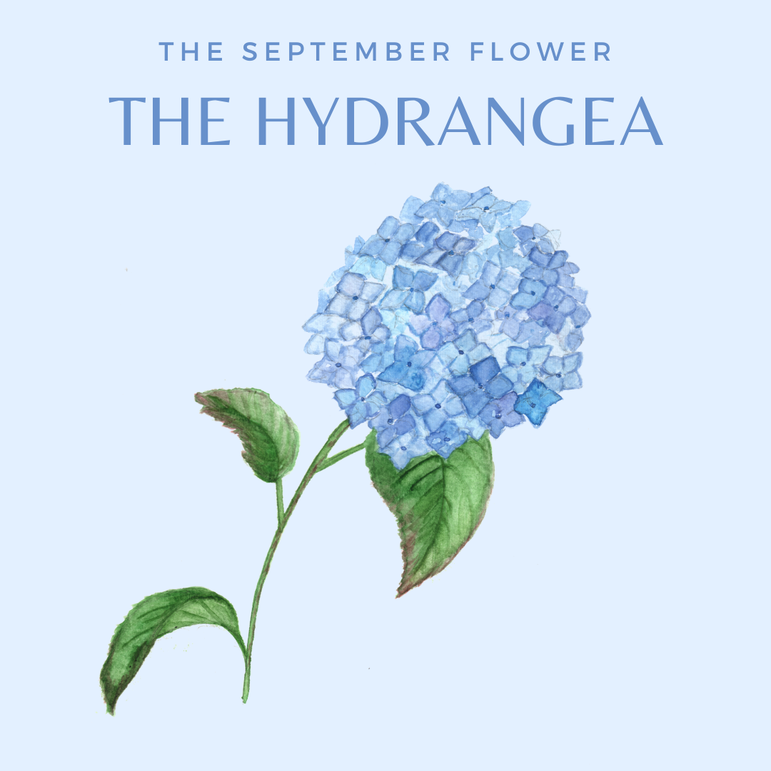 Learn all about the hydrangea floral facts learn with fun children