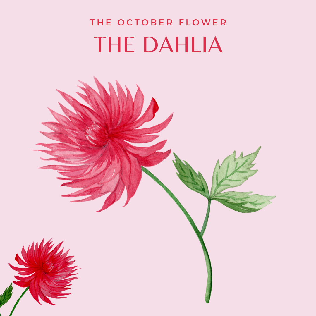 The October flower The Dahlia