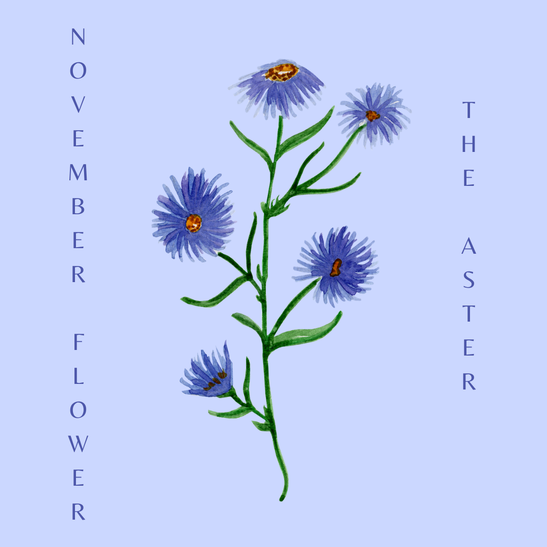 All about the Aster flower