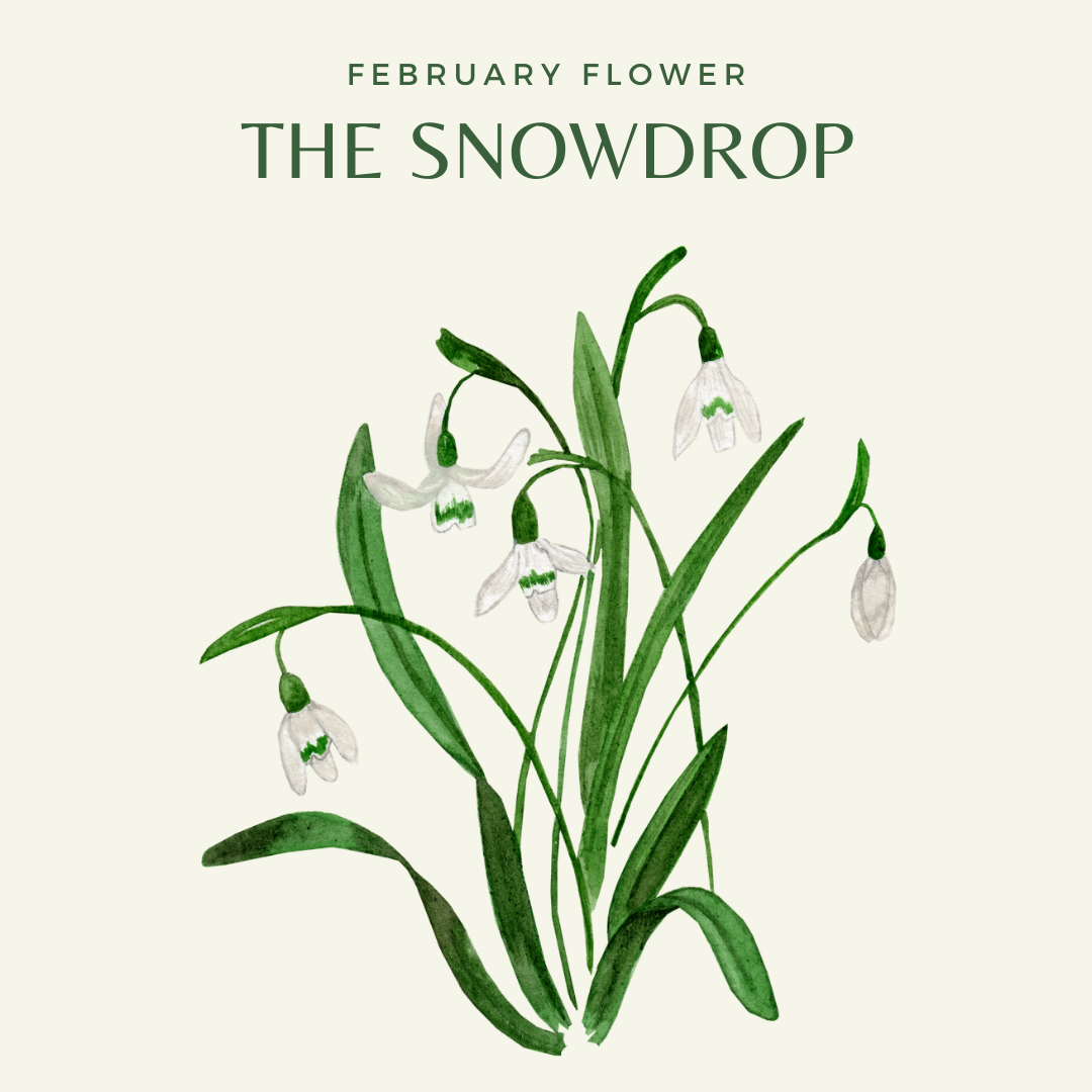 All about the snowdrop february flower