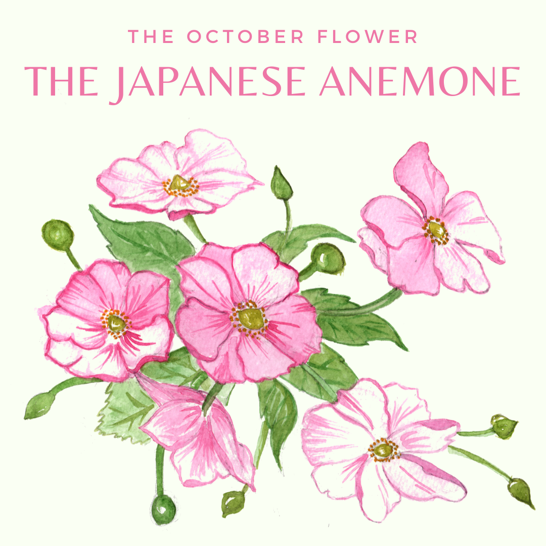 The Japanese Anemone - flower activity botany for children
