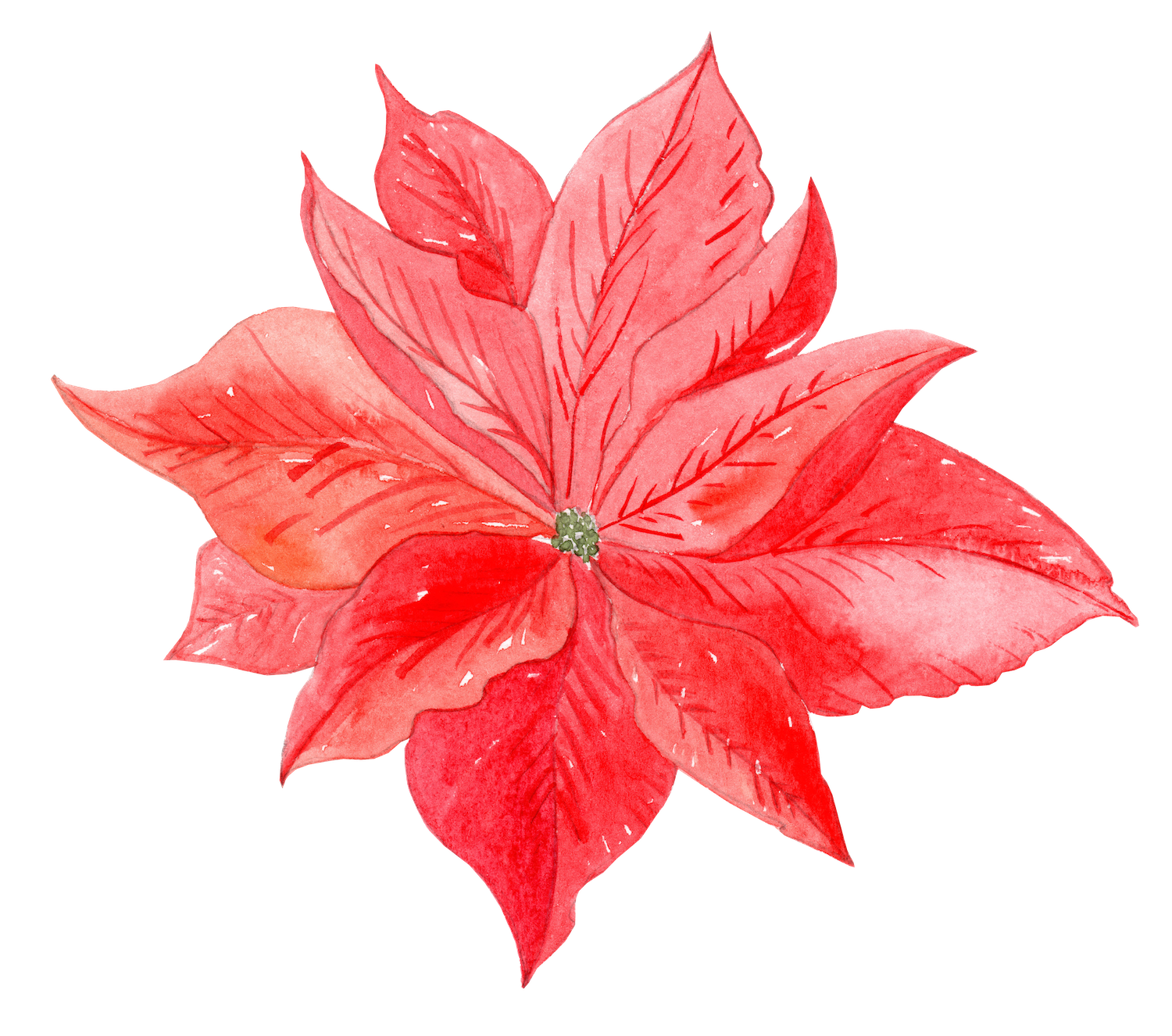 Poinsettia illustration