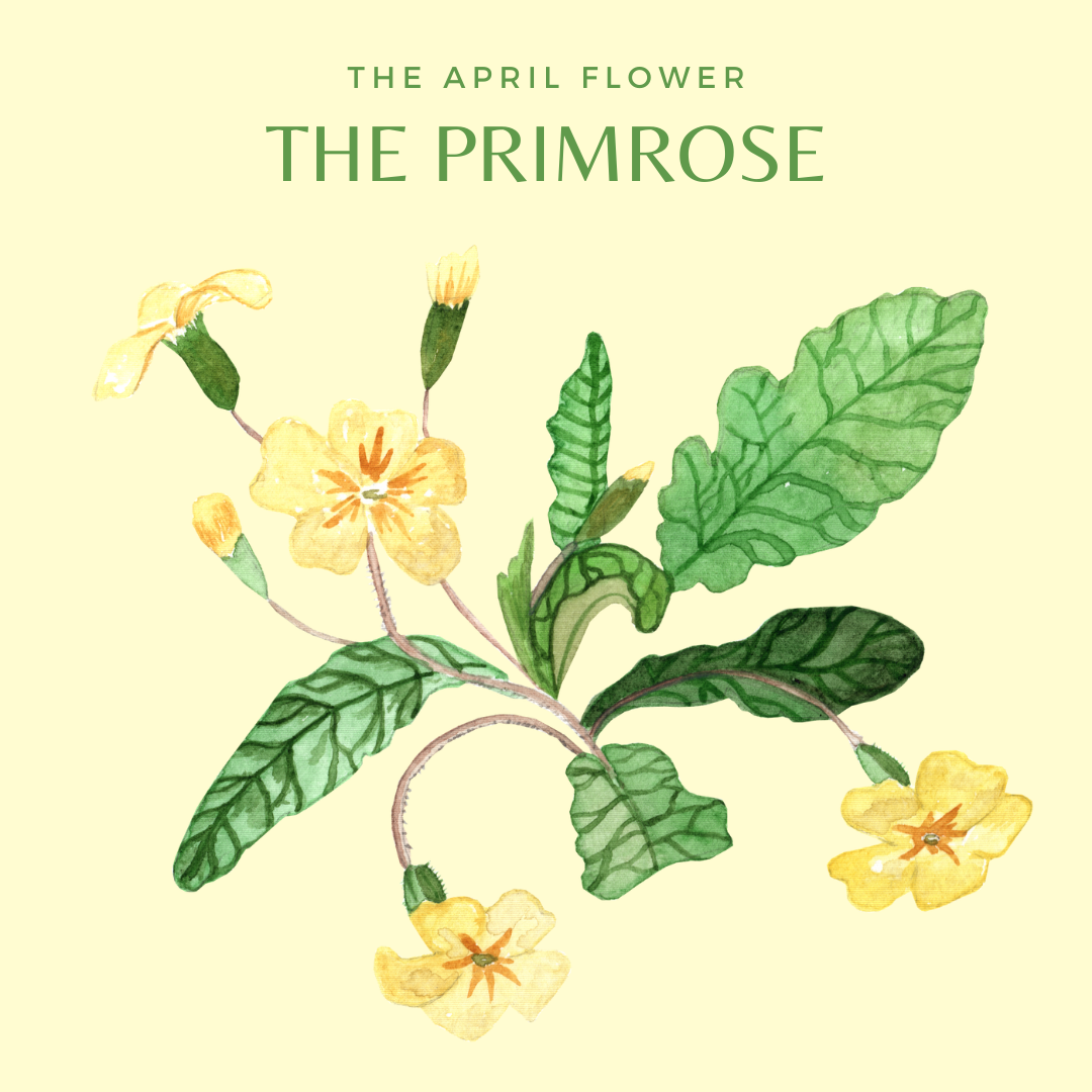 Primrose - all about flowers - for kids