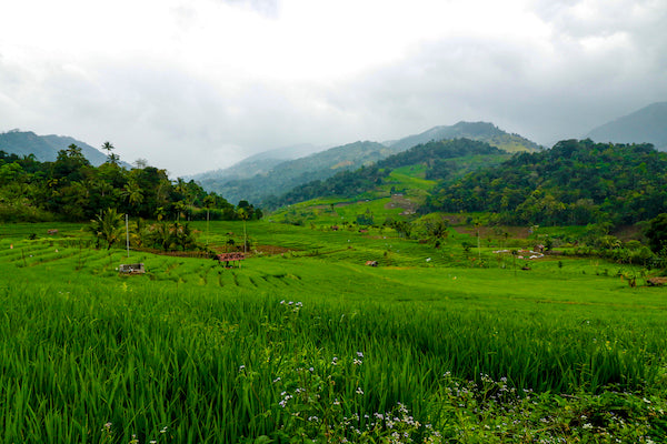 Paddyfields in the Central hills - Travel to Sri Lanka