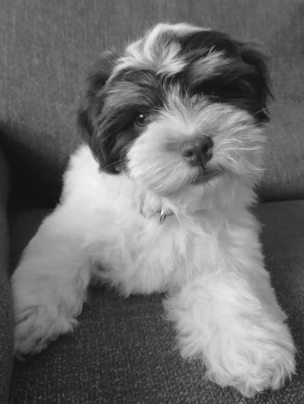 Black and white Puppy in Paris