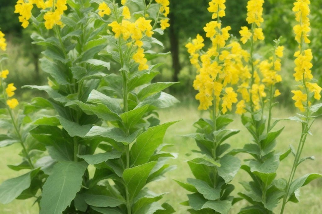 UNIQUELYFORU.COM UniquelyForU close-up of mullein leaf, standing tall, growing in the countryside in the woods on a nice sunny day. with trees and shrubbery in the background.