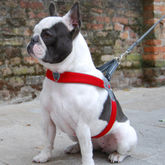 Dog Harness