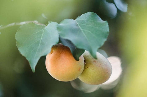 Anti-aging apricot kernel oil