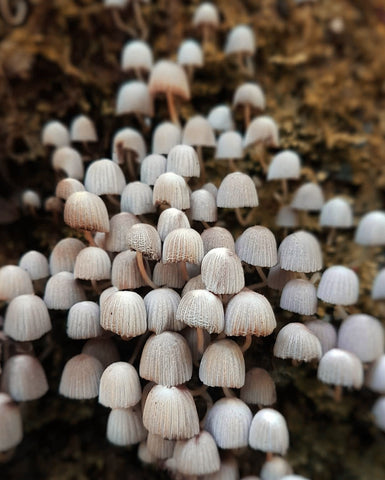 inspiracion coleccion hongos blancos shrooms ana buendia plata