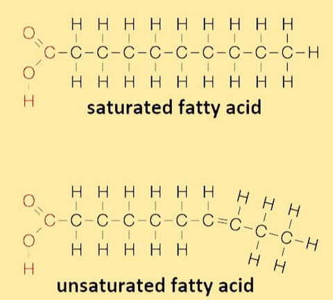 fatty acid structure comparison