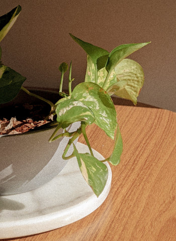 Pothos potted plant.