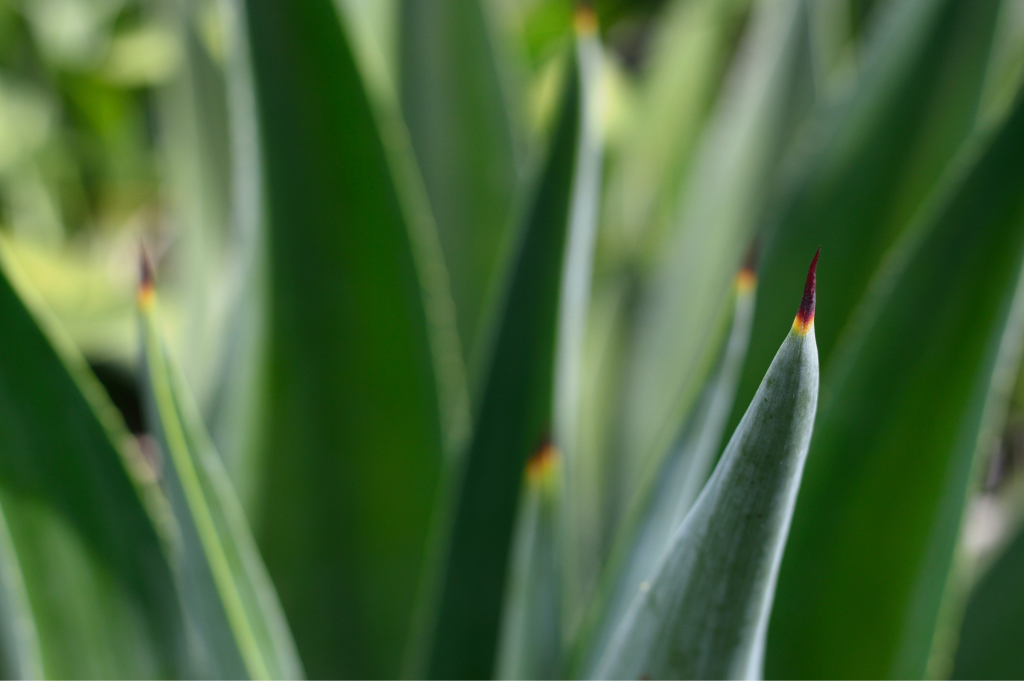 aloe plant