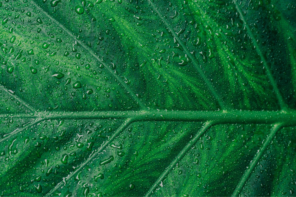 leaf with water