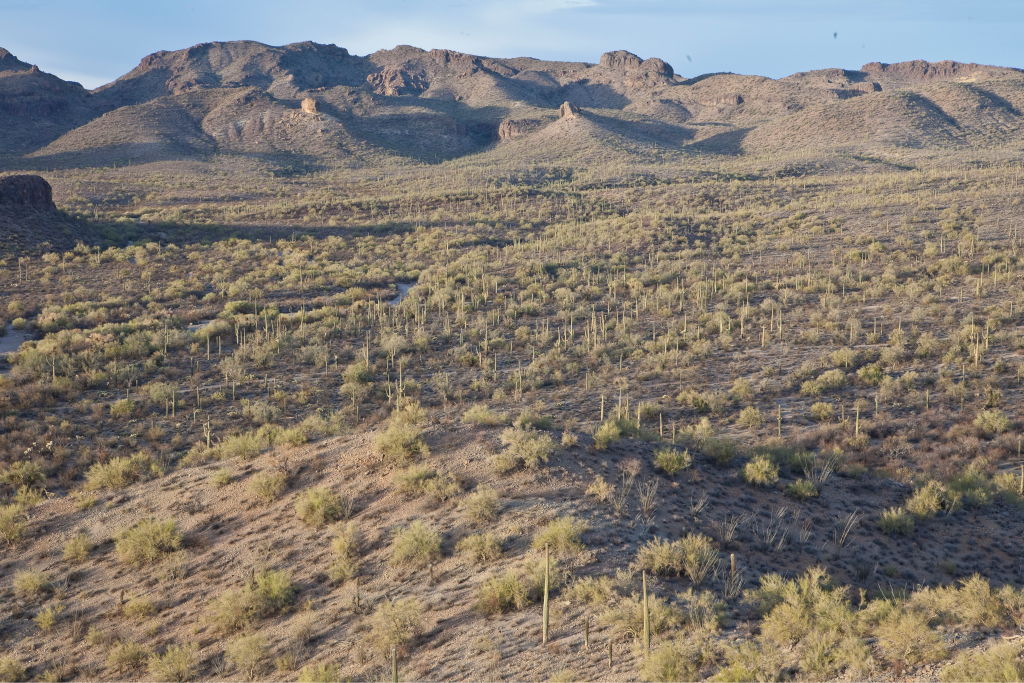 Sonoran Desert