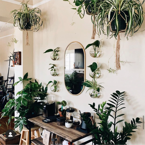 Home coffee bar decorated with plants