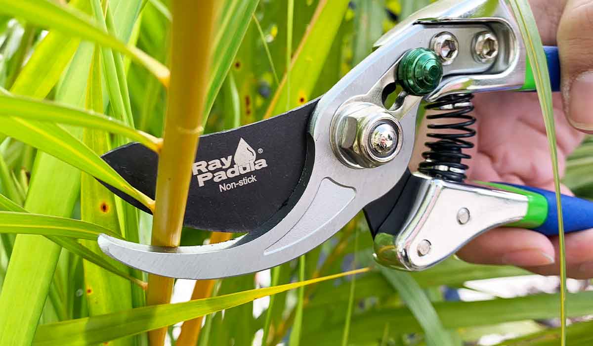 Ray Padula Bypass Pruner