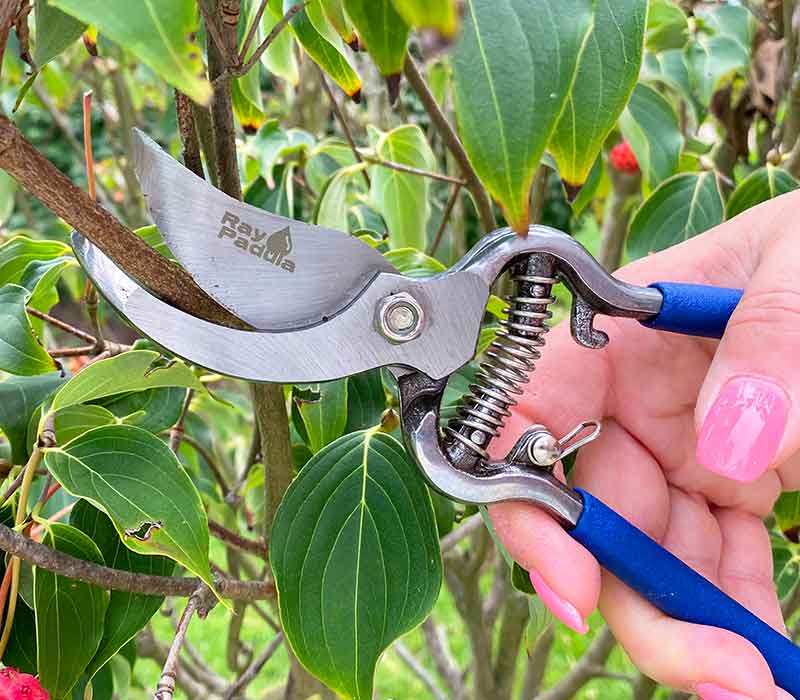 Ray Padula Pruners