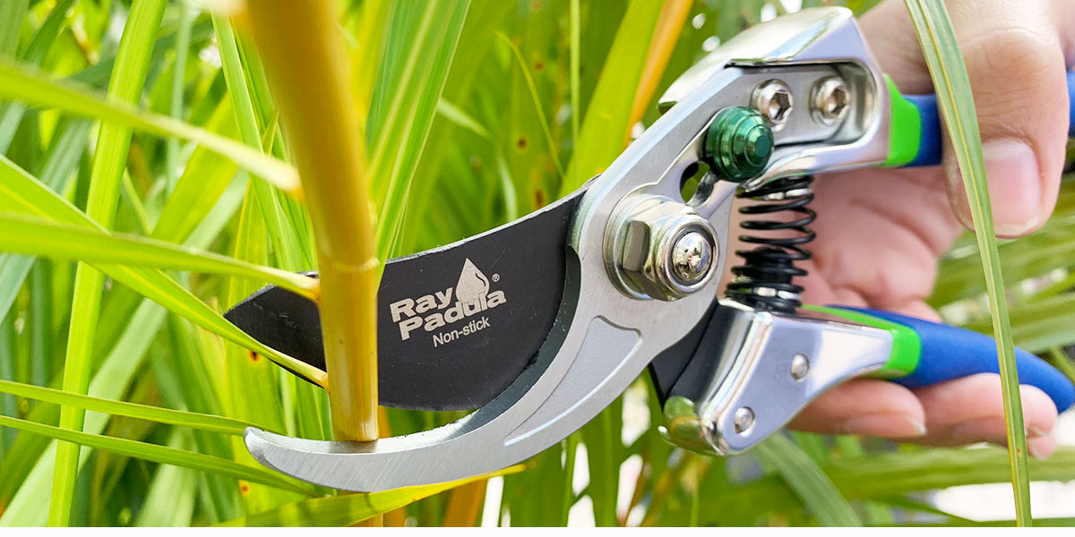 Ray Padula Pruning