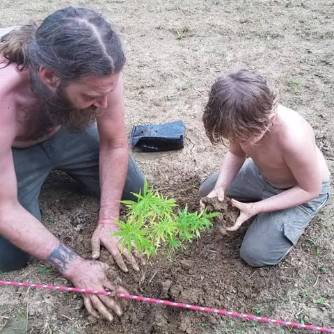 Father and Son planting the "mothers".  Mothers are plants that have the best attributes that you want to breed with others.