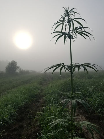 KGG1 Hemp plant in early morning dew.