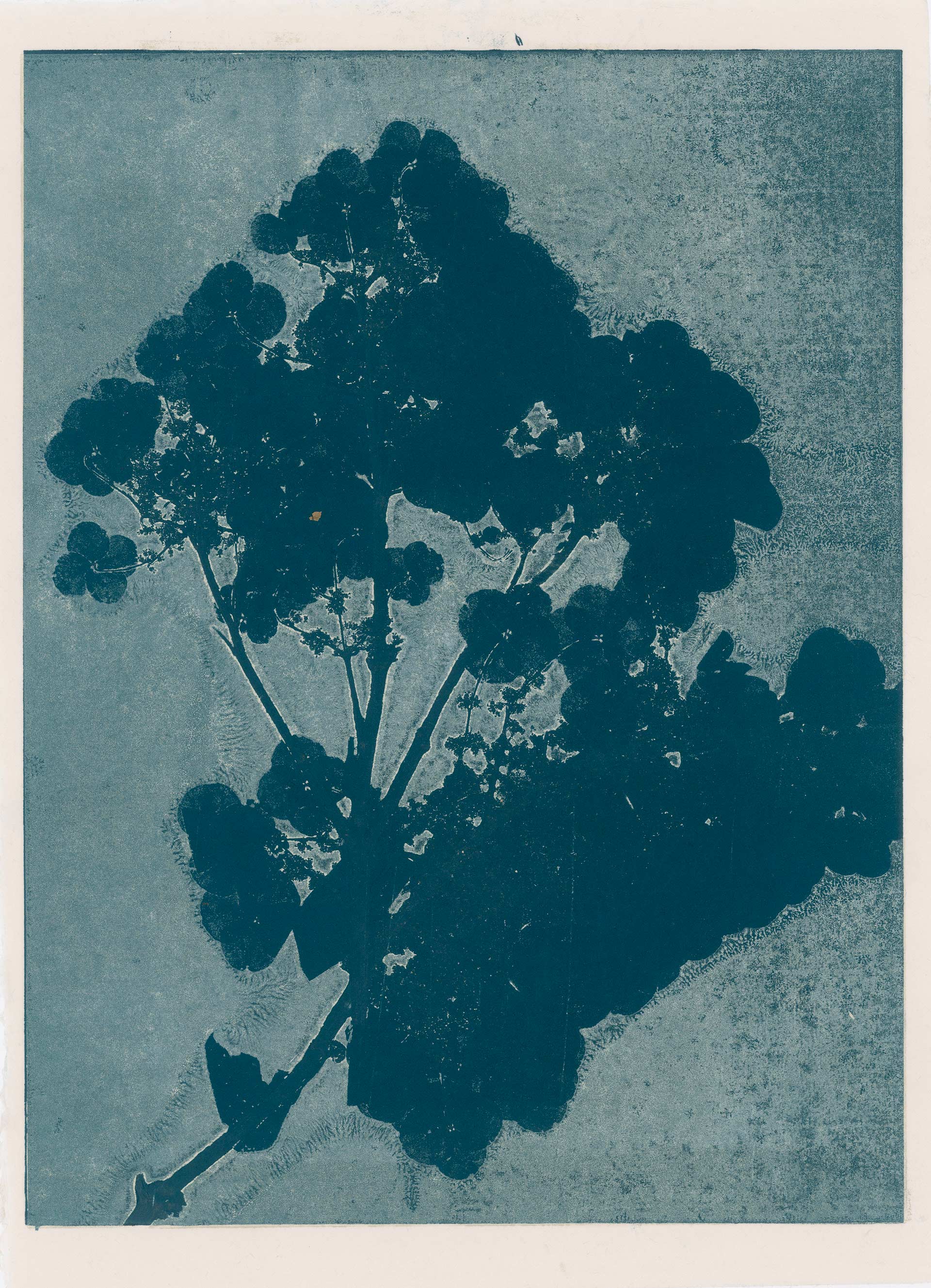 Herbarium © Aurore de la Morinerie