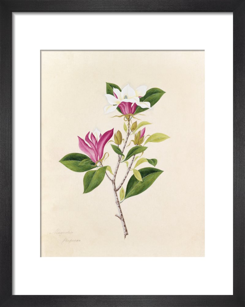 Magnolia purpurea' [Magnolia liliiflora 'Nigra'] – RHS Prints