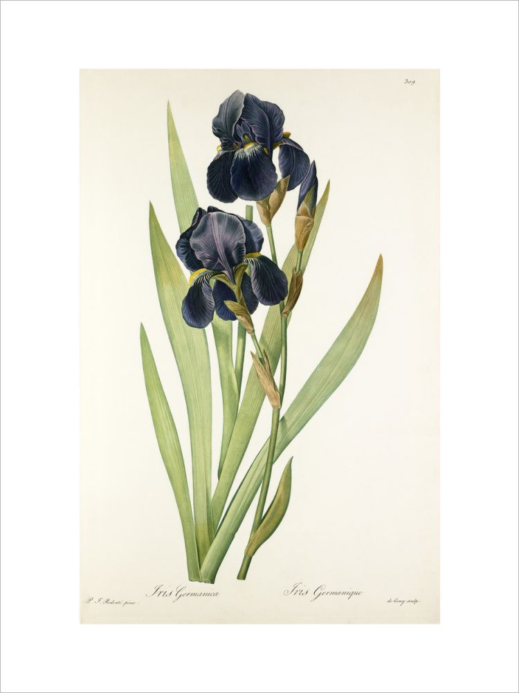 Iris germanica – RHS Prints