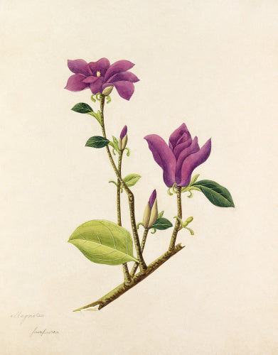 Magnolia purpurea' [Magnolia liliiflora] – RHS Prints