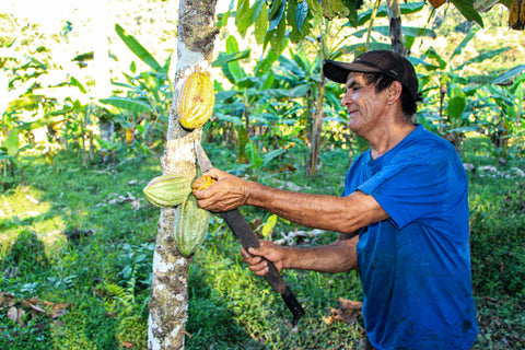 Kakaobauer auf der Plantage