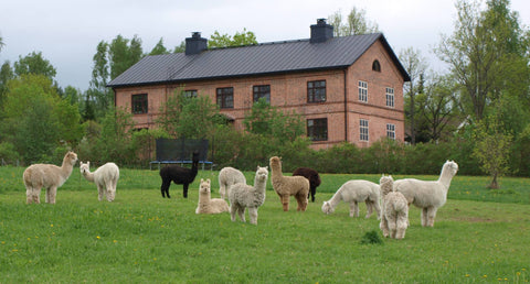 Alpacas in Matilda's pasture