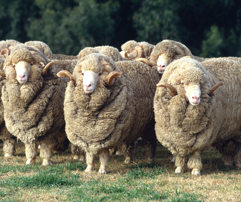 Merino wool sheep in Australia