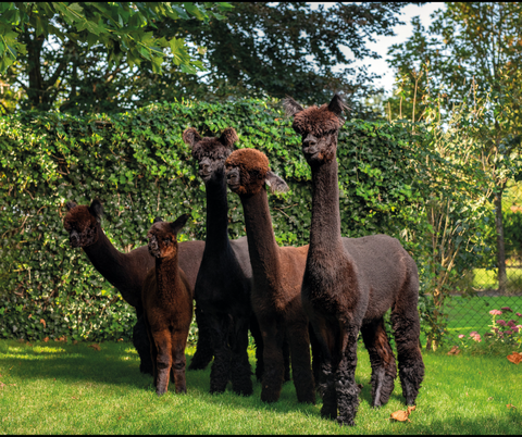 Alpacas at Tienda Molino's farm in Holland