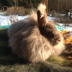 My angora rabbit is brown