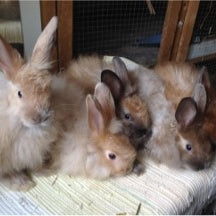Several Angora rabbits